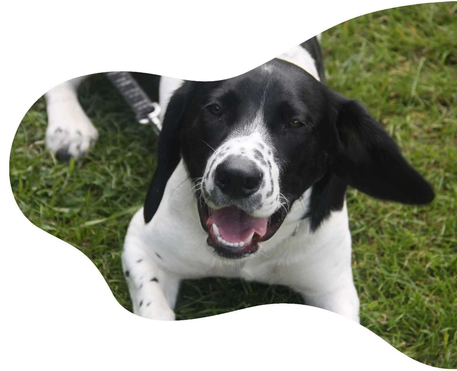 Dog Walking Andover